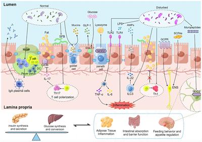 Mechanisms of gut microbiota-immune-host interaction on glucose regulation in type 2 diabetes